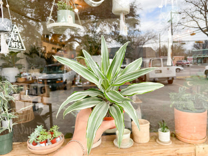 White Jewel Dracaena
