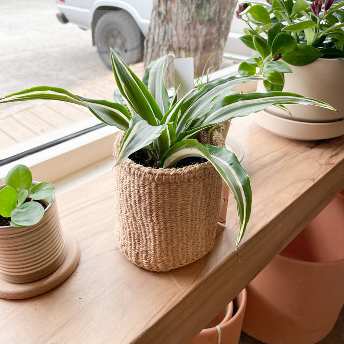 White Jewel Dracaena